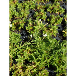 Dianthus deltoides Albus - Heidenelke, 6 Pflanzen im 5/6 cm Topf