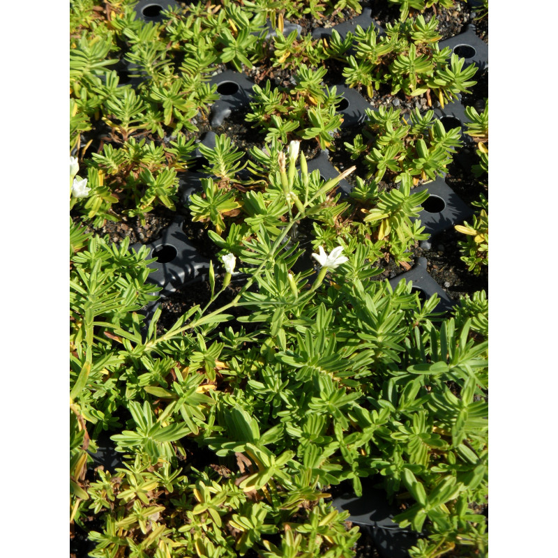 Dianthus deltoides Albus - Heidenelke, 50 Pflanzen im 5/6 cm Topf
