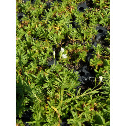 Dianthus deltoides Albus - Heidenelke, 50 Pflanzen im 5/6 cm Topf