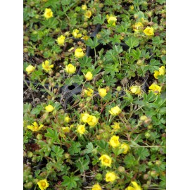 Pflanzensortiment Steinrosenflur für 5 m²