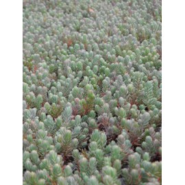 Sedum reflexum, 100 Pflanzen im 5/4 cm Topf