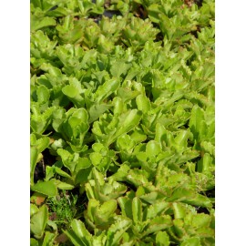 Sedum kamtschaticum, 100 Pflanzen im 5/4 cm Topf
