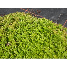 Sedum kamtschaticum, 100 Pflanzen im 5/4 cm Topf