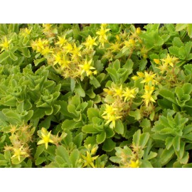 Sedum kamtschaticum, 100 Pflanzen im 5/4 cm Topf