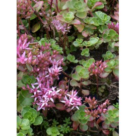 Sedum spurium Purpurteppich, 100 Pflanzen im 5/4 cm Topf