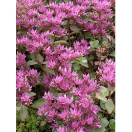 Sedum spurium Purpurteppich, 100 Pflanzen im 5/4 cm Topf