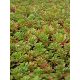 Sedum hybridum Immergrünchen, 100 Pflanzen im 5/4 cm Topf