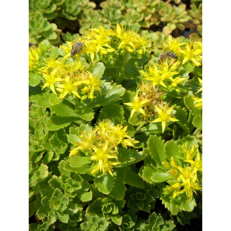 Sedum hybridum Immergrünchen, 100 Pflanzen im 5/4 cm Topf