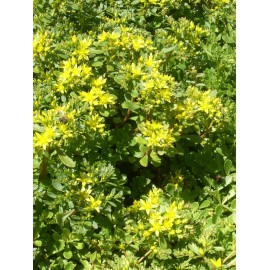 Sedum hybridum Immergrünchen, 100 Pflanzen im 5/4 cm Topf