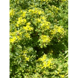 Sedum hybridum Immergrünchen, 100 Pflanzen im 5/4 cm Topf