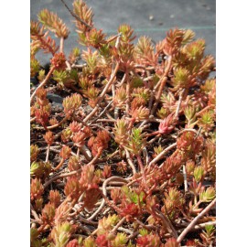 Sedum reflexum ssp. rupestre, 100 Pflanzen im 5/4 cm Topf