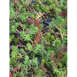 Sedum reflexum ssp. rupestre, 100 Pflanzen im 5/4 cm Topf