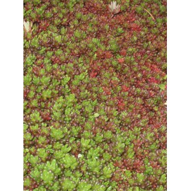 Sedum album Coral Carpet, 100 Pflanzen im 5/4 cm Topf