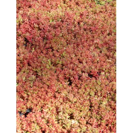 Sedum album Coral Carpet, 100 Pflanzen im 5/4 cm Topf