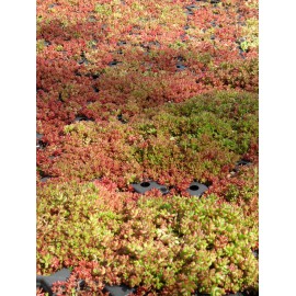 Sedum album Coral Carpet, 100 Pflanzen im 5/4 cm Topf