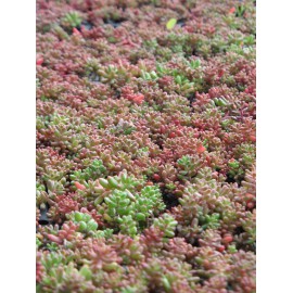 Sedum album Coral Carpet, 100 Pflanzen im 5/4 cm Topf