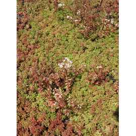 Sedum album Coral Carpet, 100 Pflanzen im 5/4 cm Topf