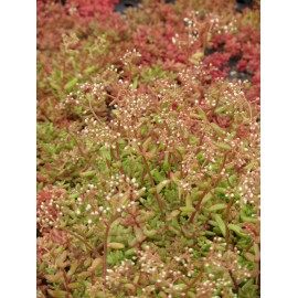 Sedum album Coral Carpet, 100 Pflanzen im 5/4 cm Topf