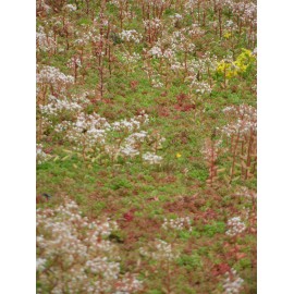 Sedum album Coral Carpet, 100 Pflanzen im 5/4 cm Topf