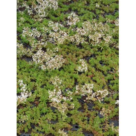 Sedum album Coral Carpet, 100 Pflanzen im 5/4 cm Topf