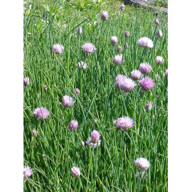 Pflanzensortiment Lavendelheide für 4 m²