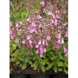 Pflanzensortiment Lavendelheide für 4 m²