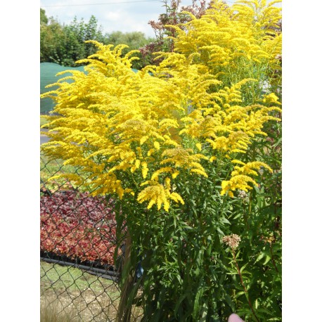 Solidago x hybrida - Goldrute Solidago x hybrida - Goldrute