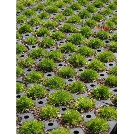 Sagina subulata - Sternmoos, 6 Pflanzen im 5/6 cm Topf