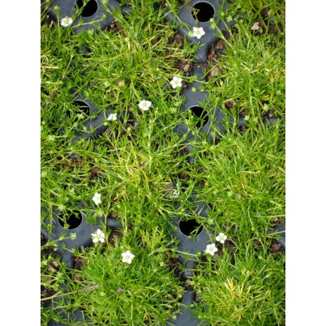 Sagina subulata - Sternmoos, 6 Pflanzen im 5/6 cm Topf