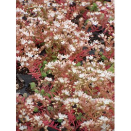 Sedum hispanicum, 6 Pflanzen im 5/6 cm Topf