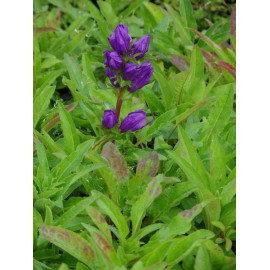 Campanula glomerata - Knäuelglockenblume, 6 Pflanzen im 5/6 cm Topf