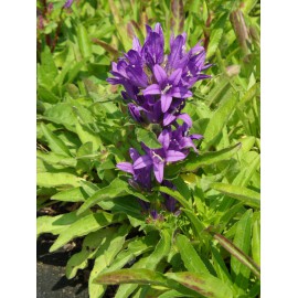 Campanula glomerata - Knäuelglockenblume, 6 Pflanzen im 5/6 cm Topf