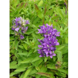 Campanula glomerata - Knäuelglockenblume, 6 Pflanzen im 5/6 cm Topf