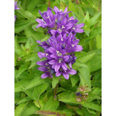 Campanula glomerata - Knäuelglockenblume, 6 Pflanzen im 5/6 cm Topf Campanula glomerata - Knäuelglockenblume, 6 Pflanzen im 5/6 cm Topf