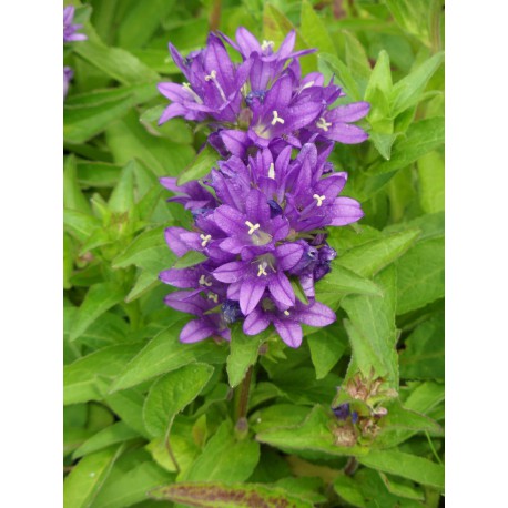 Campanula glomerata - Knäuelglockenblume, 6 Pflanzen im 5/6 cm Topf