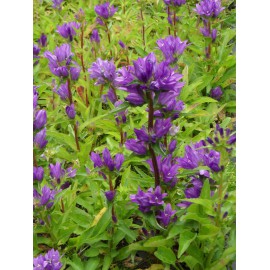 Campanula glomerata - Knäuelglockenblume, 6 Pflanzen im 5/6 cm Topf