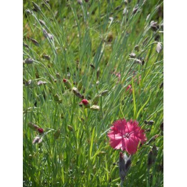 Dianthus gratianopolitanus Grandiflorus - Pfingstnelke, 6 Pflanzen im 5/6 cm Topf