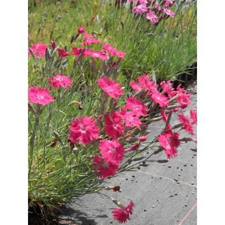 Dianthus gratianopolitanus Grandiflorus - Pfingstnelke, 6 Pflanzen im 5/6 cm Topf Dianthus gratianopolitanus Grandiflorus - Pfingstnelke, 6 Pflanzen im 5/6 cm Topf
