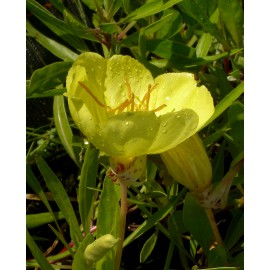 Oenothera missouriensis - Nachtkerze, 3 Pflanzen