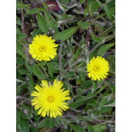 Hieracium pilosella - Mausohrhabichtskraut, 6 Pflanzen im 5/6 cm Topf