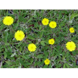 Hieracium pilosella - Mausohrhabichtskraut, 6 Pflanzen im 5/6 cm Topf