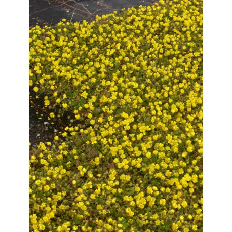 Potentilla neumanniana - Fingerkraut, 6 Pflanzen im 5/6 cm Topf Potentilla neumanniana - Fingerkraut, 6 Pflanzen im 5/6 cm Topf
