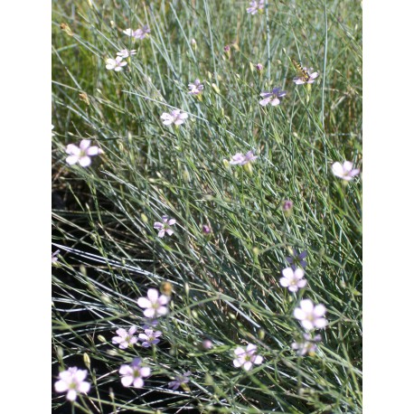 Petrorhagia saxifraga - Felsennelke, 6 Pflanzen im 5/6 cm Topf Petrorhagia saxifraga - Felsennelke, 6 Pflanzen im 5/6 cm Topf
