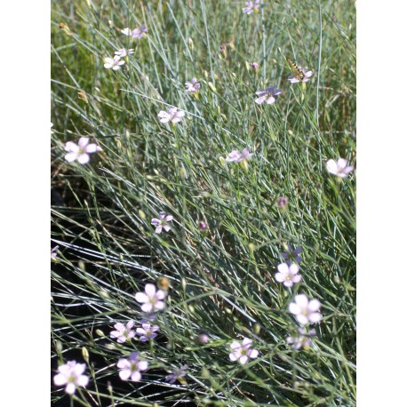 Petrorhagia saxifraga - Felsennelke, 6 Pflanzen im 5/6 cm Topf