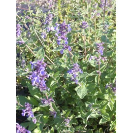 Nepeta x faassenii - Katzenminze, 6 Pflanzen im 5/6 cm Topf