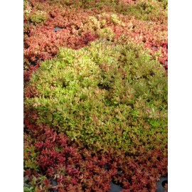 Sedum album Coral Carpet, 6 Pflanzen im 5/6 cm Topf