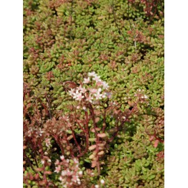 Sedum album Coral Carpet, 6 Pflanzen im 5/6 cm Topf
