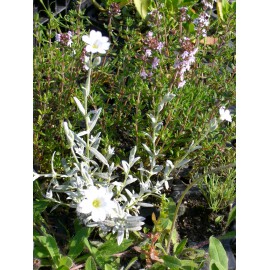 Cerastium tomentosum - Hornkraut, 6 Pflanzen im 5/6 cm Topf