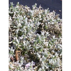 Cerastium tomentosum - Hornkraut, 6 Pflanzen im 5/6 cm Topf