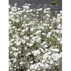 Cerastium tomentosum - Hornkraut, 6 Pflanzen im 5/6 cm Topf